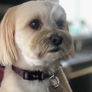 Meet your Posher, Denise